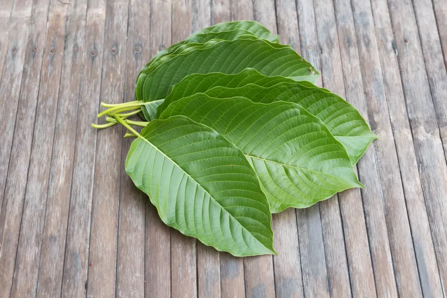 How to Make Your Own Kratom Products?